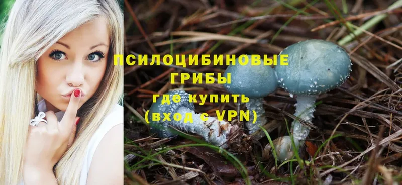 Псилоцибиновые грибы Psilocybe  OMG ссылки  Нариманов 